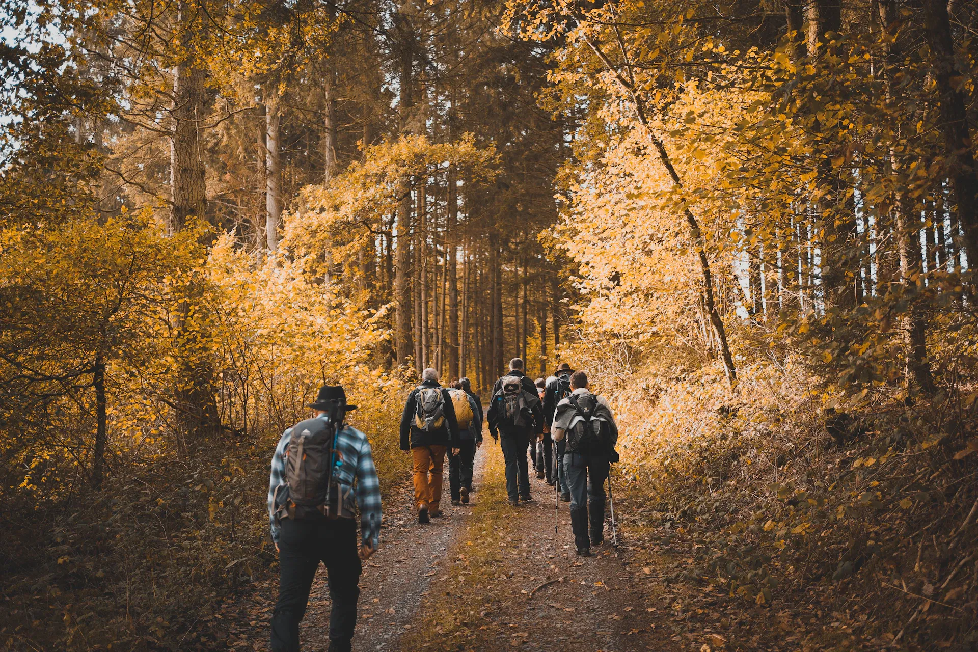 Wandergruppe auf einem Weg durch den goldenen Herbstwald