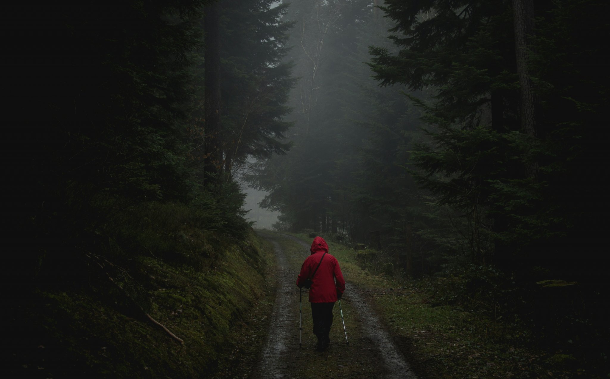 Eine Person in roter Regenjacke wandert mit Stöcken auf einem nebligen Waldweg
