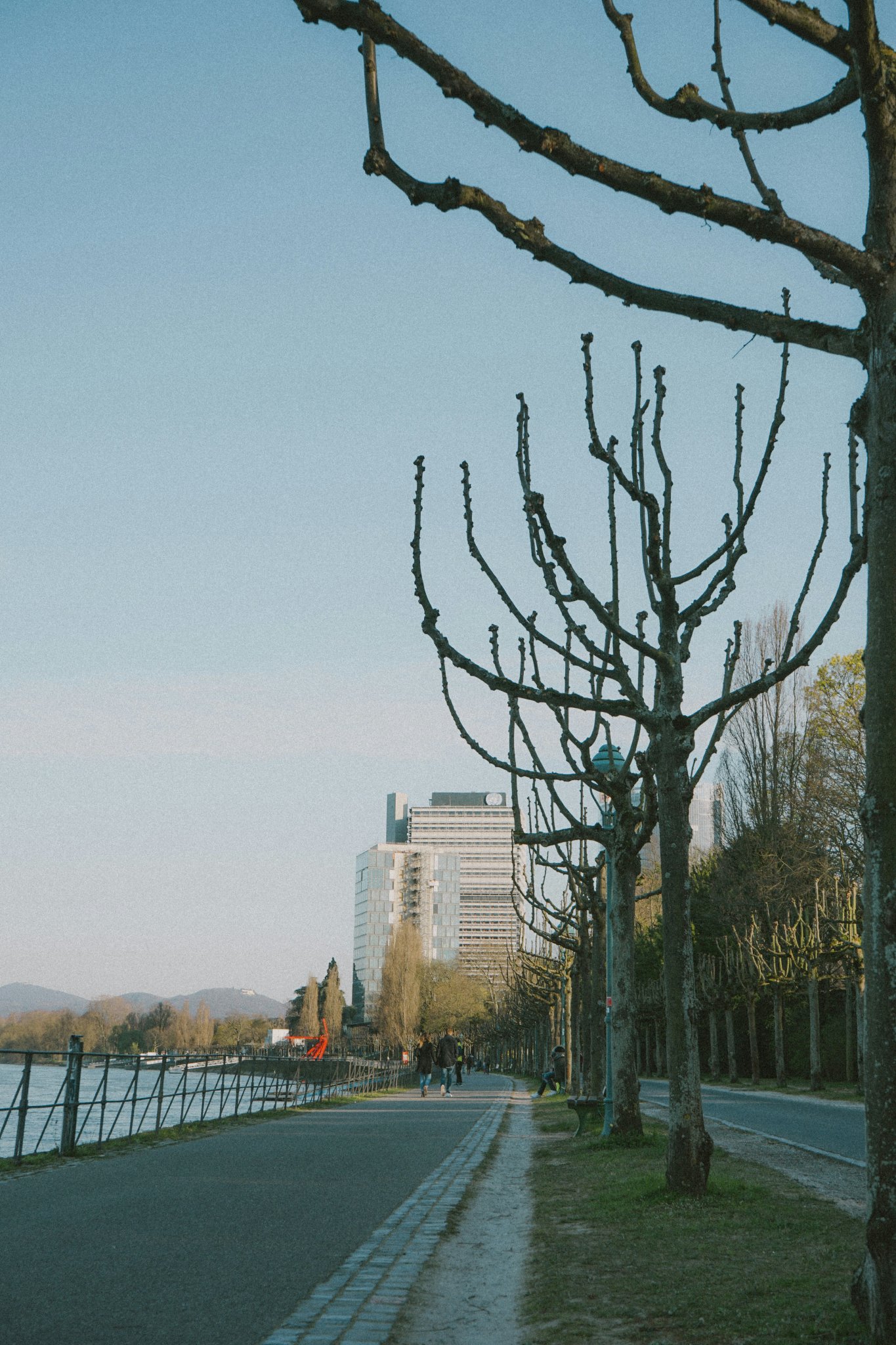 Blick auf den Rhein in Bonn mit Uferweg, Bäumen und Hochhäusern